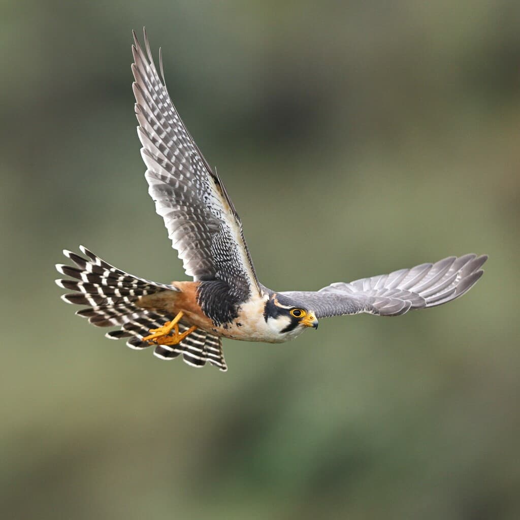 Aplomado Falcon