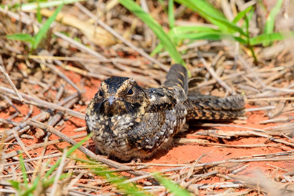 Spot-tailed Nightjar