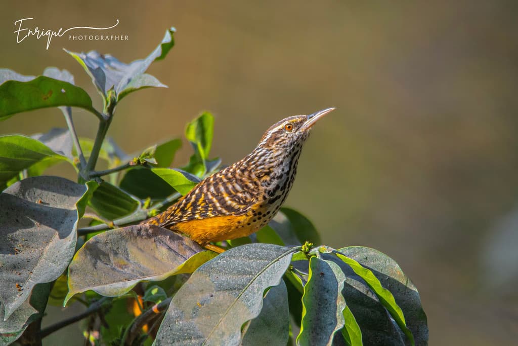 Band-backed Wren