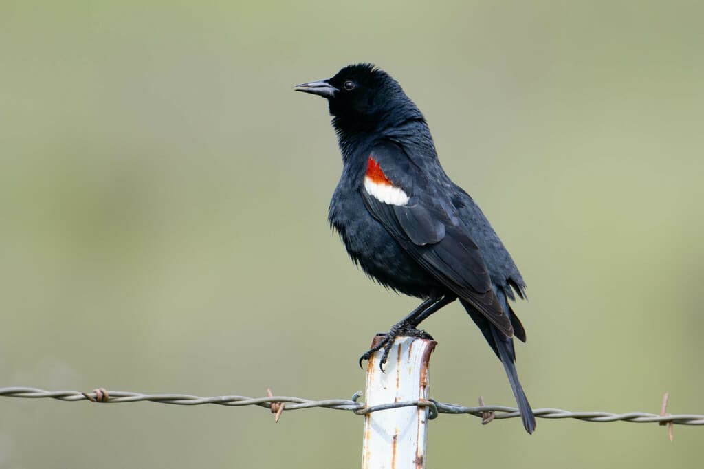 Tricolored Blackbird