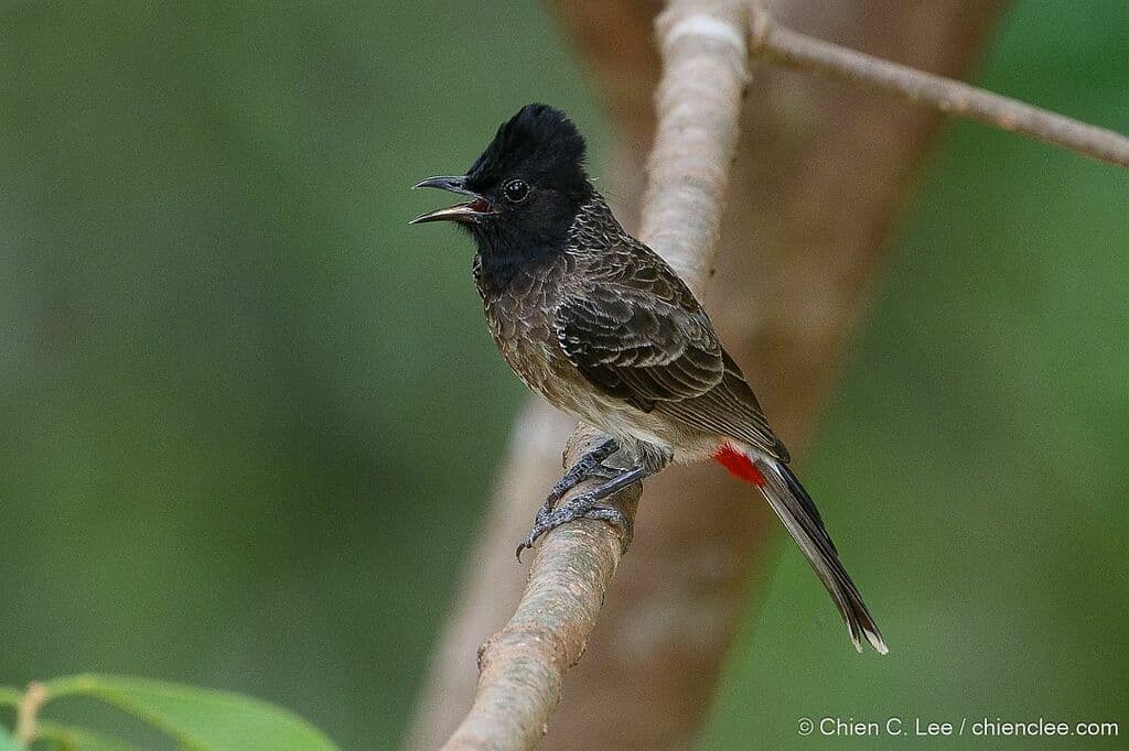 Red-vented Bulbul