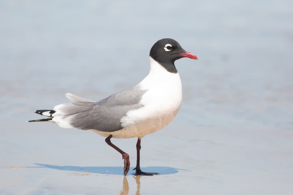 Franklin's Gull