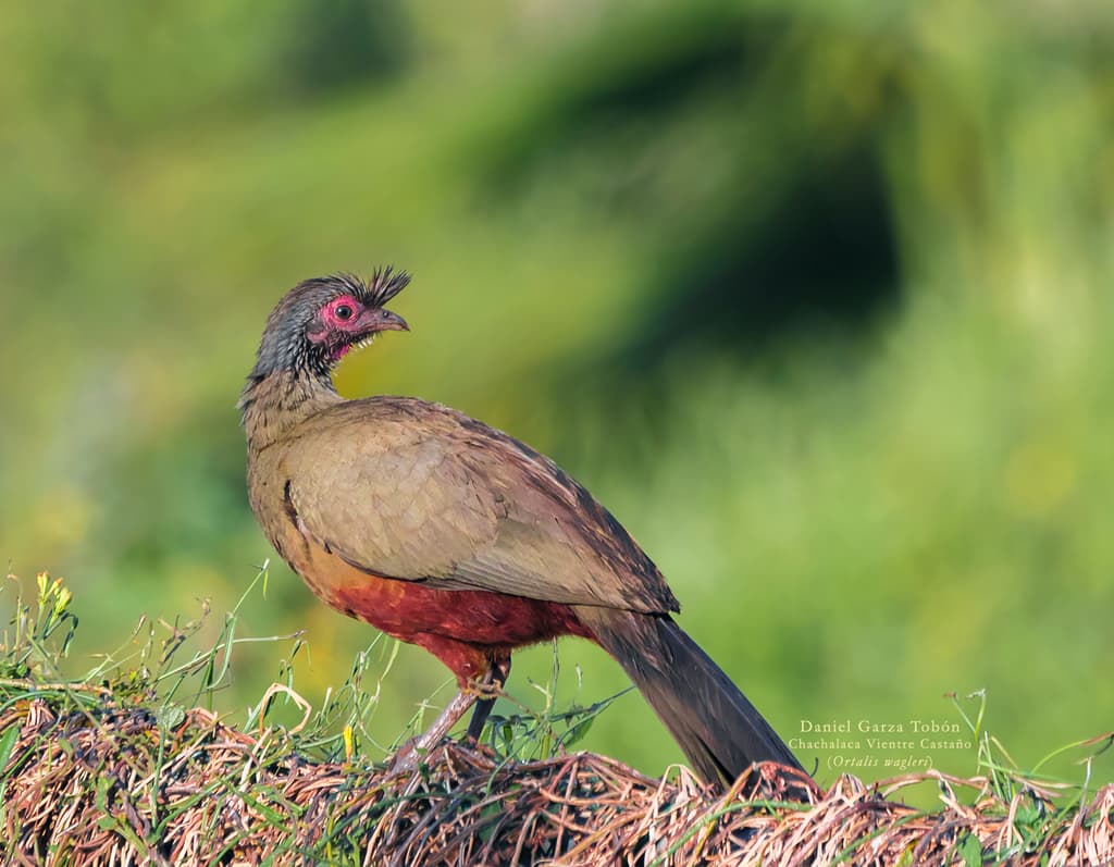 Rufous-bellied Chachalaca