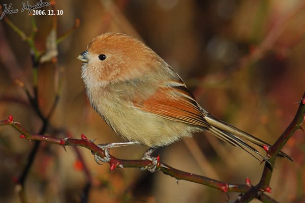 Vinous-throated Parrotbill