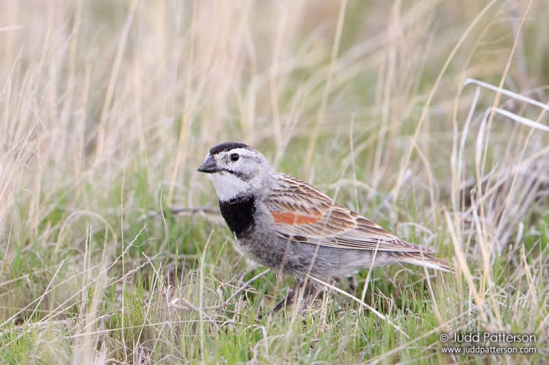 Thick-billed Longspur