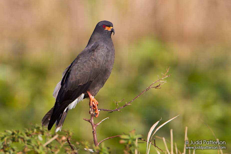 Snail Kite