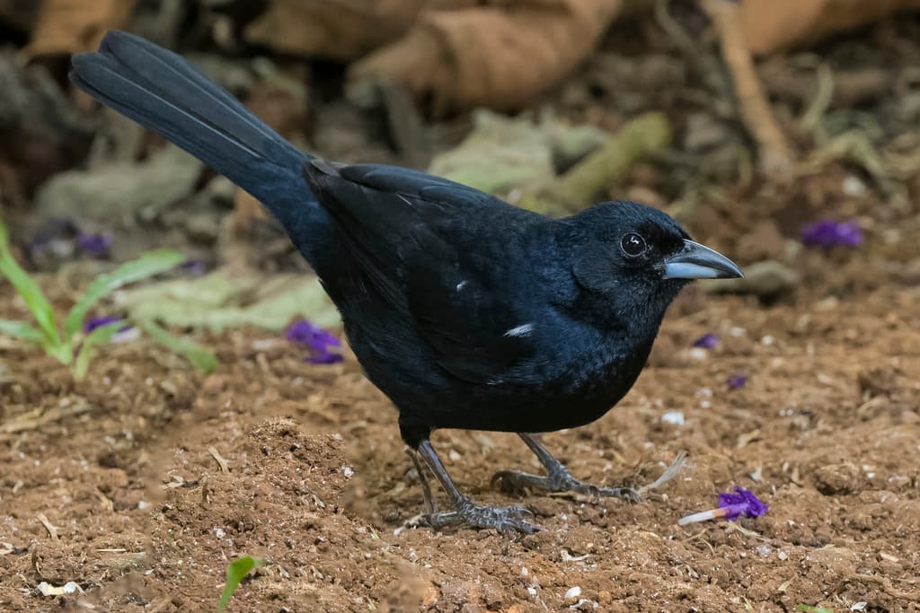 White-lined Tanager