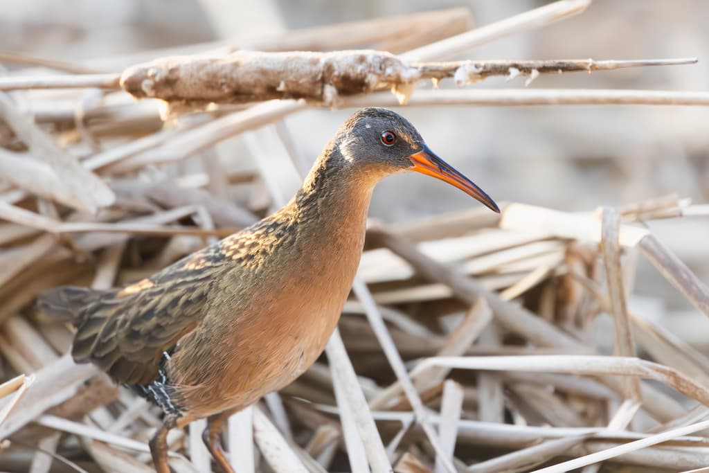 Virginia Rail