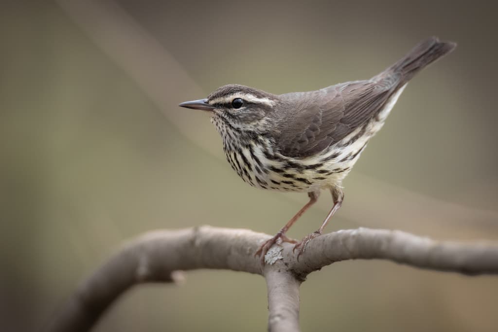 Northern Waterthrush