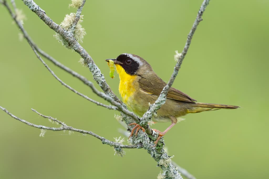 Common Yellowthroat