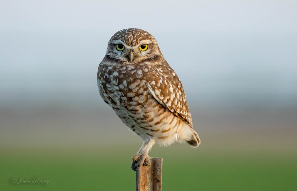 Burrowing Owl