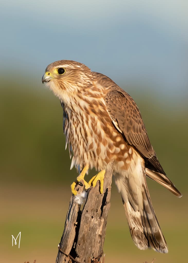 Merlin