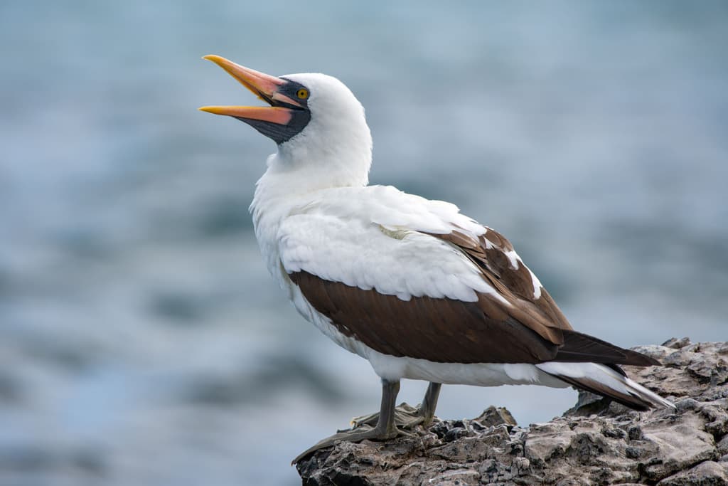 Nazca Booby