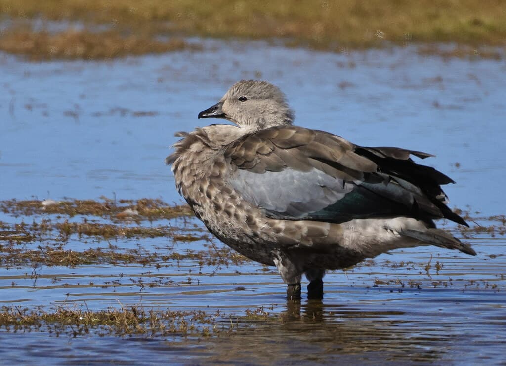 Blue-winged Goose