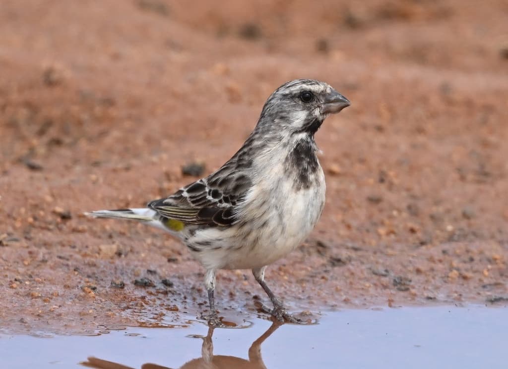 Black-throated Canary