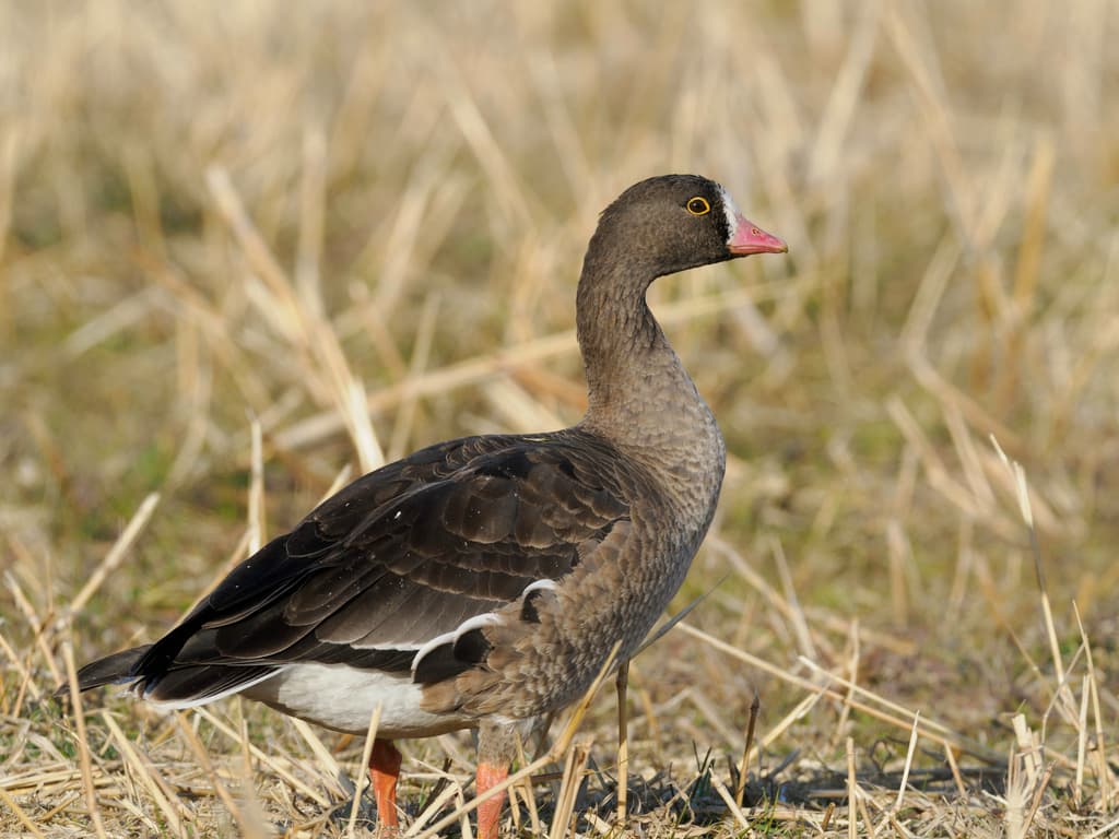 Lesser White-fronted Goose