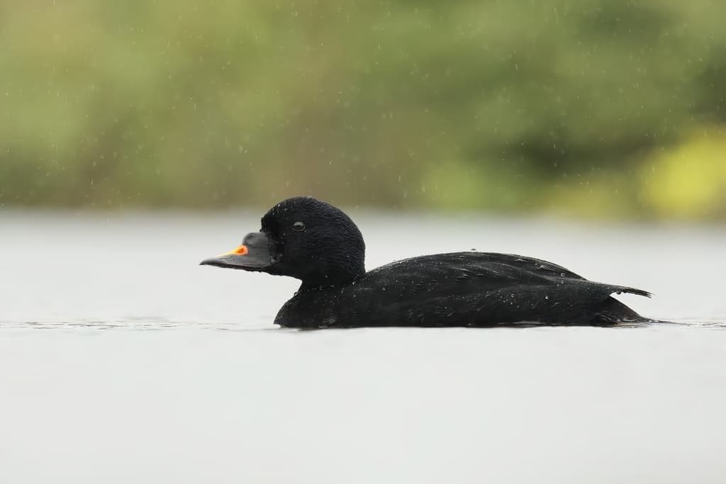 Common Scoter