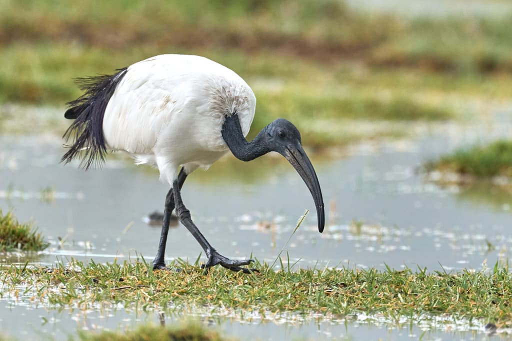 African Sacred Ibis
