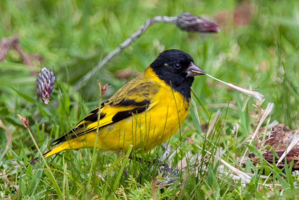 Hooded Siskin