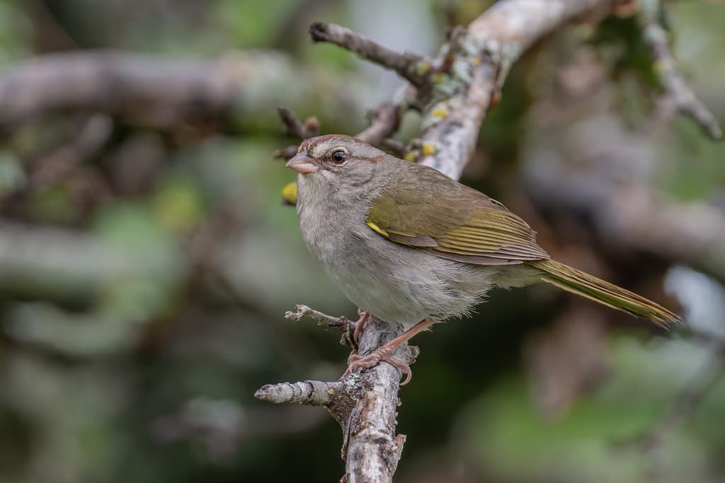 Olive Sparrow