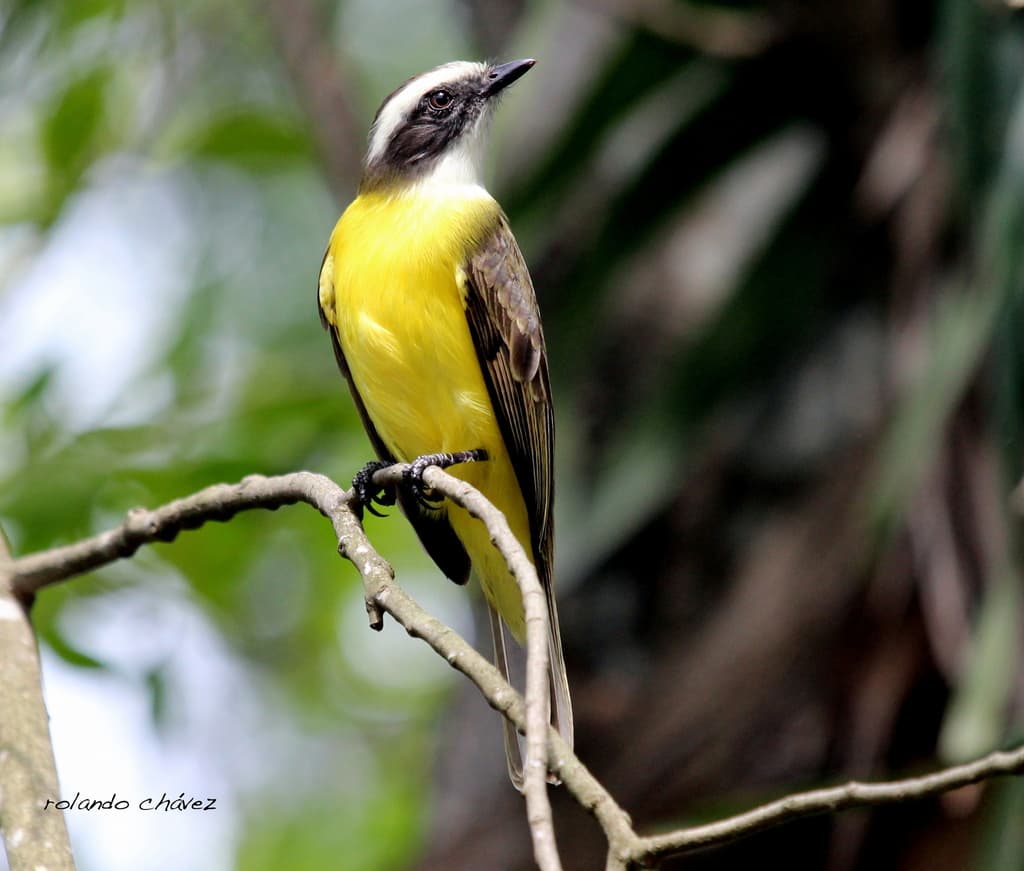 Social Flycatcher