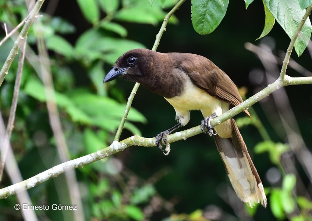 Brown Jay