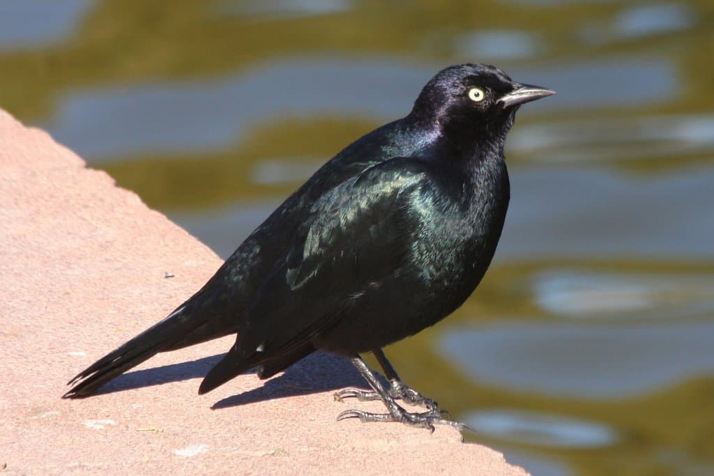 Brewer's Blackbird