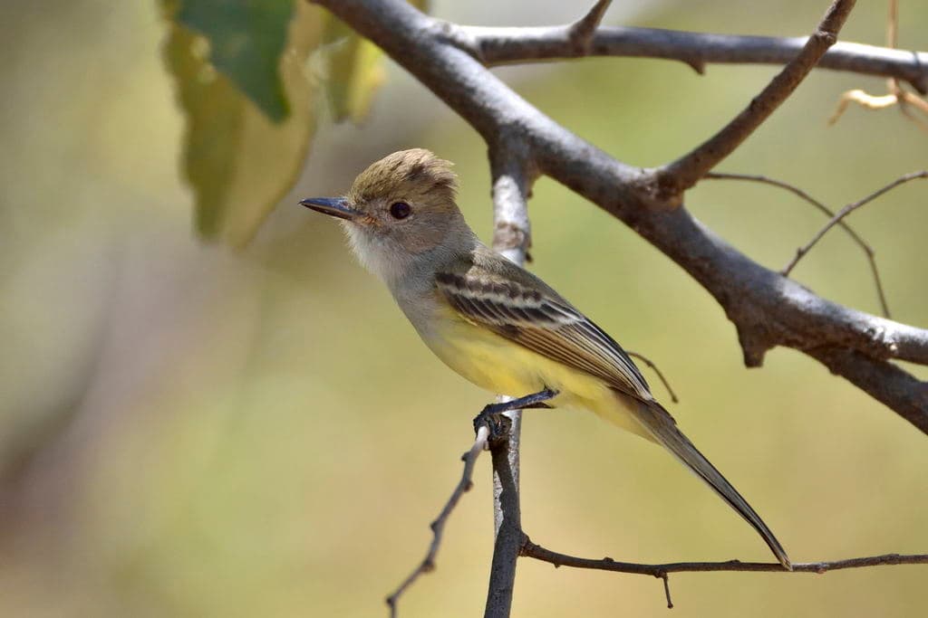 Brown-crested Flycatcher