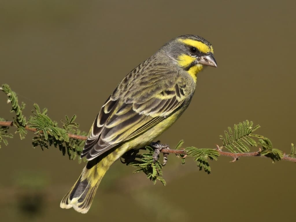Yellow-fronted Canary