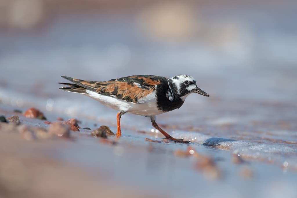 Ruddy Turnstone